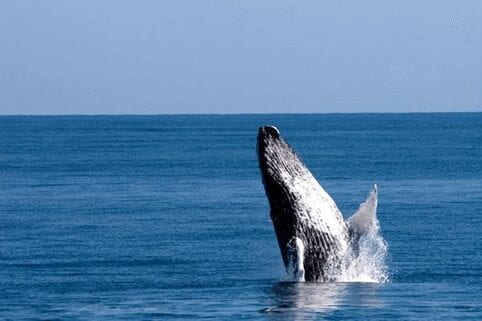 Humpback whale 