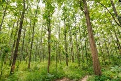 Teak Plantation